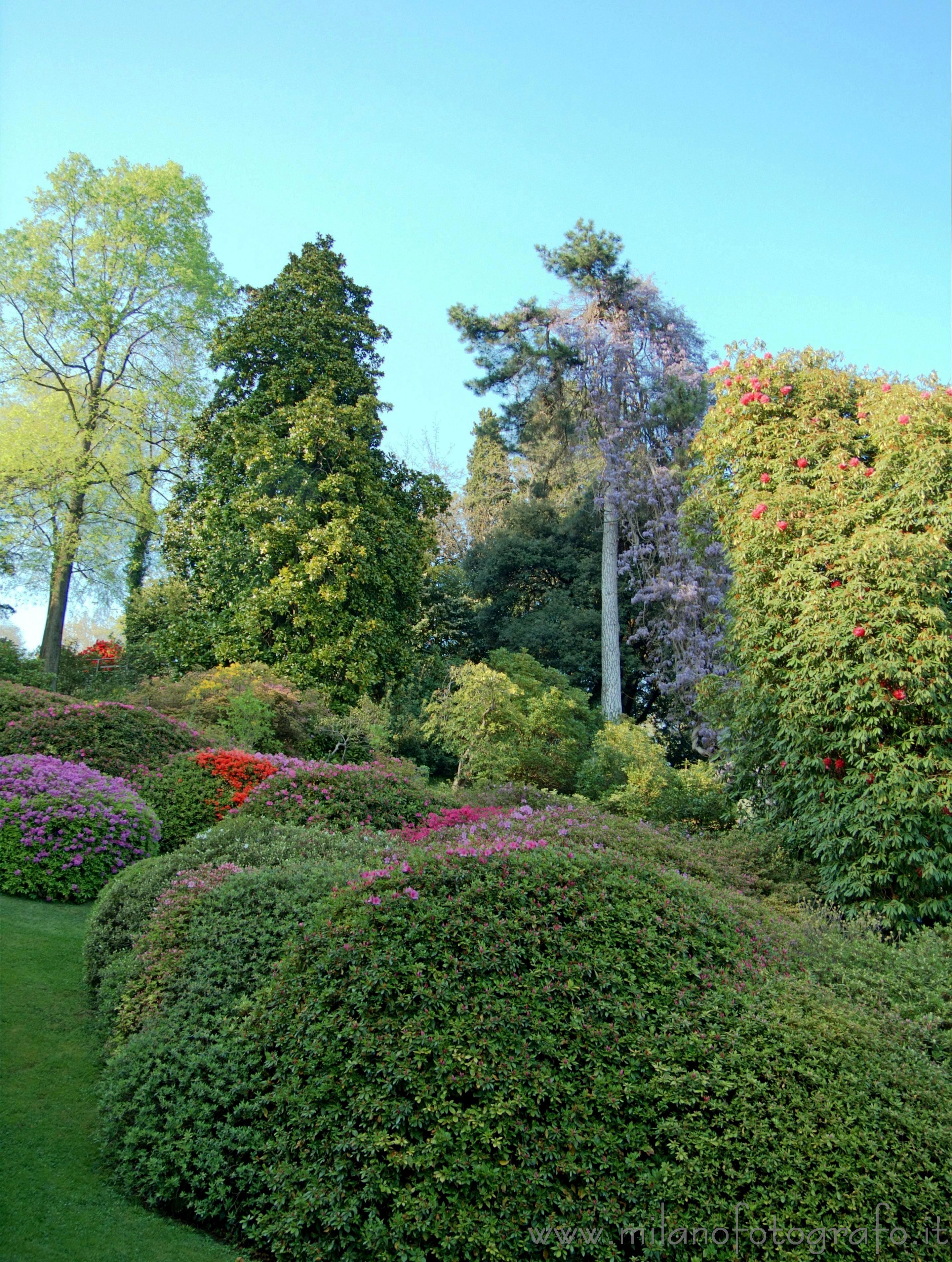 Tremezzo (Como, Italy) - Park of Villa Carlotta with the huge glicine